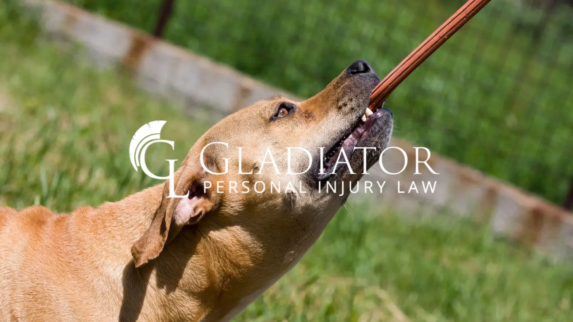 A dog biting down on a leather leash outdoors, representing dog bite injury claims